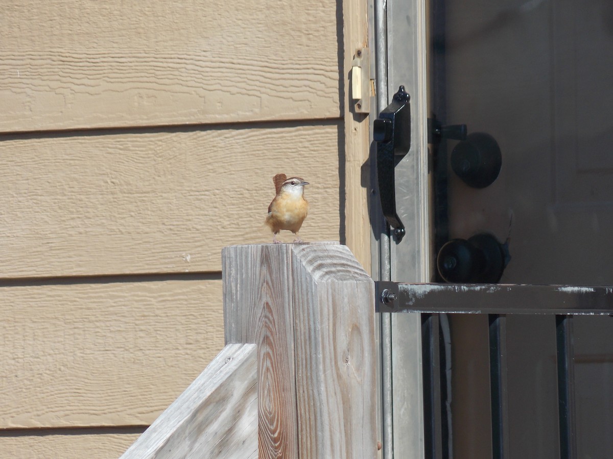 Carolina Wren - ML642974630