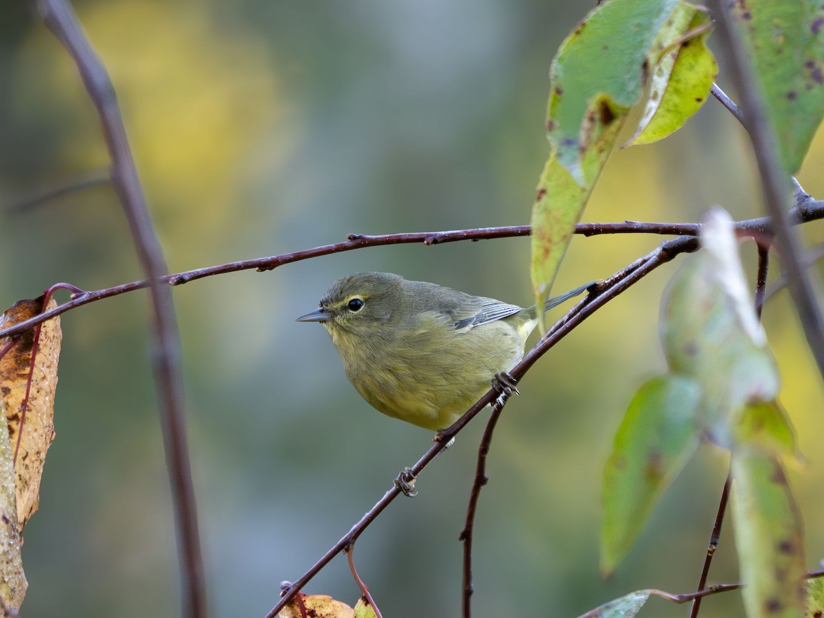 Orange-crowned Warbler - ML642974698