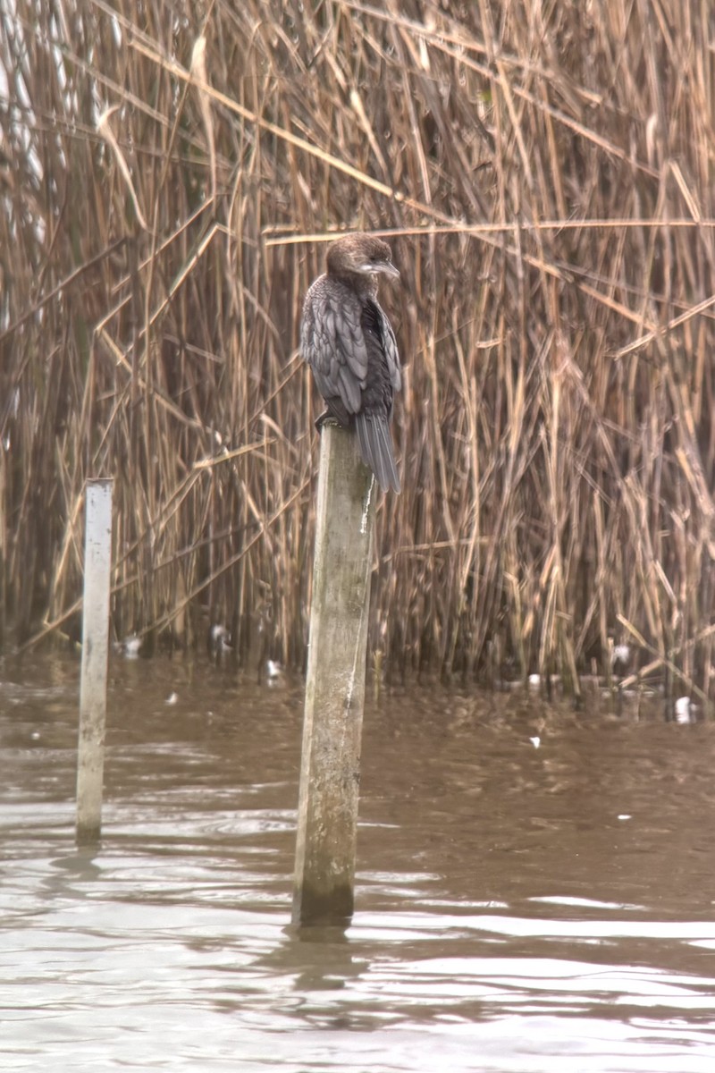 Pygmy Cormorant - ML642974704