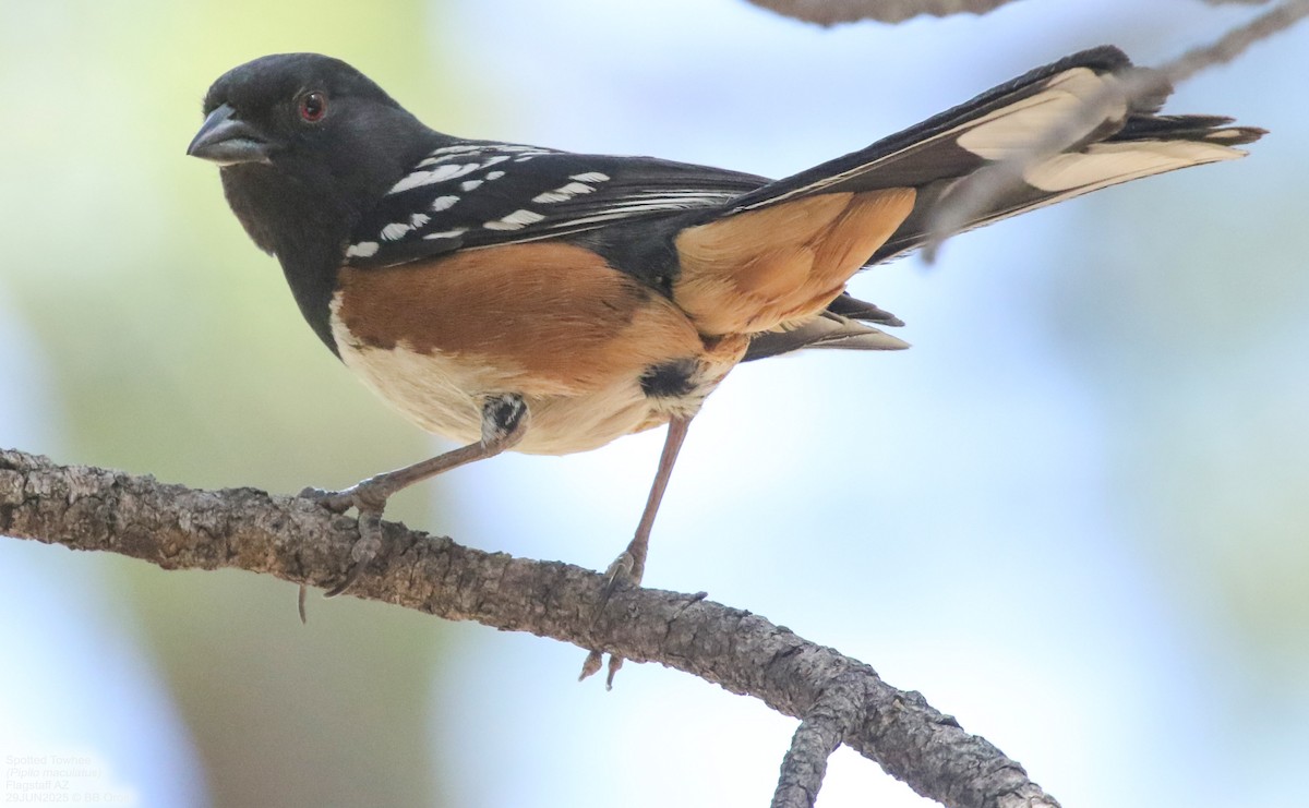 Fleckengrundammer - ML642974710