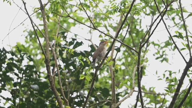 Blacksmith Thrush - ML642974717