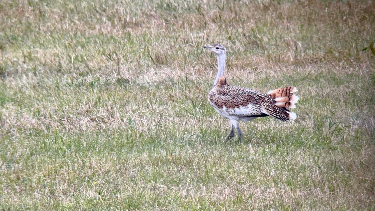 Great Bustard - ML642974725