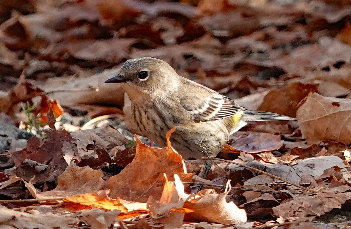 Yellow-rumped Warbler - ML642974731