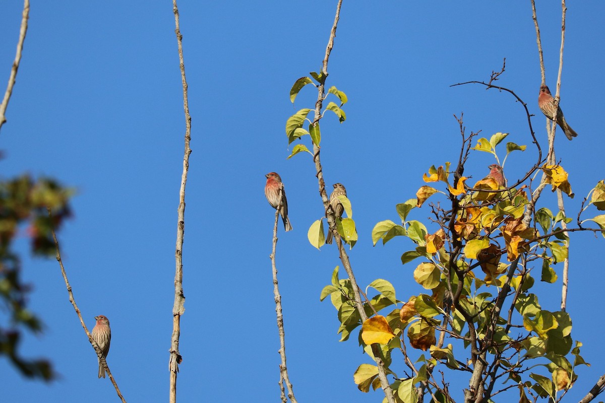 House Finch - ML642974736