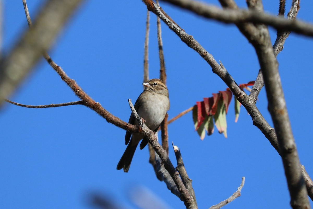 Chipping Sparrow - ML642974739