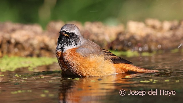 Common Redstart - ML642974746