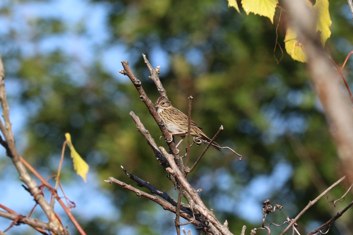 Lincoln's Sparrow - ML642974752