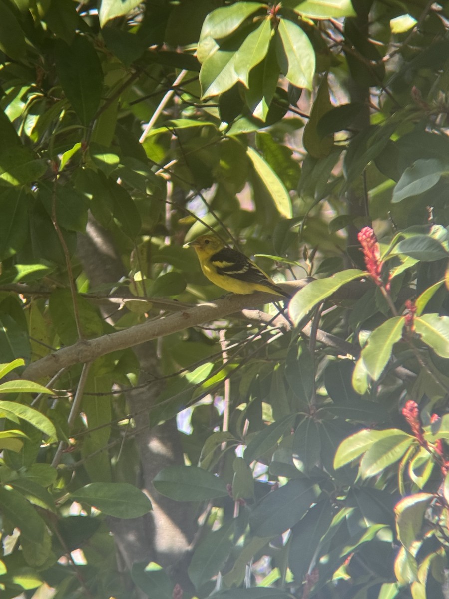 Western Tanager - ML642974768