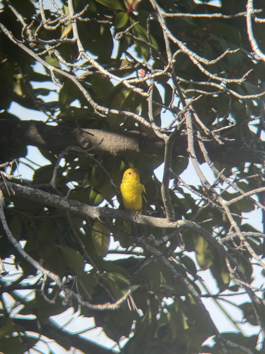 Western Tanager - ML642974769