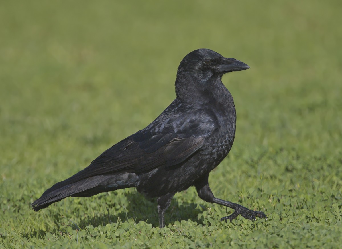 American Crow - ML642974770