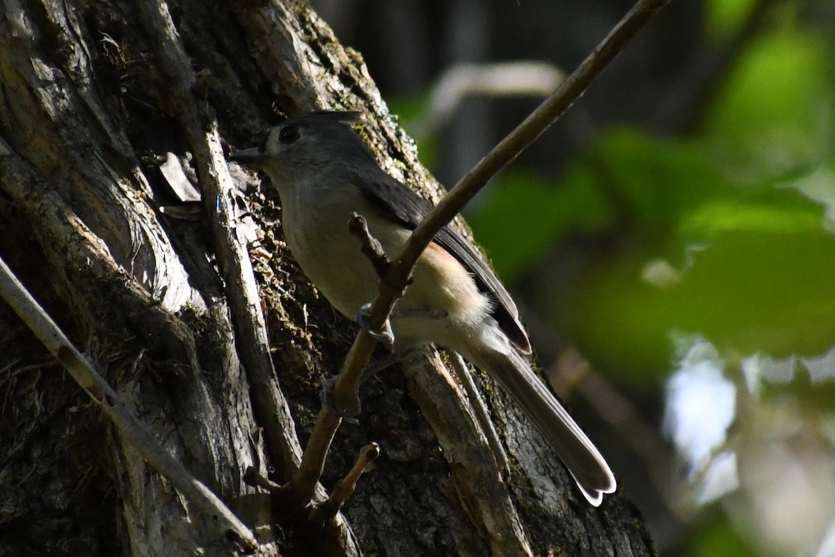 Mésange bicolore - ML642974777