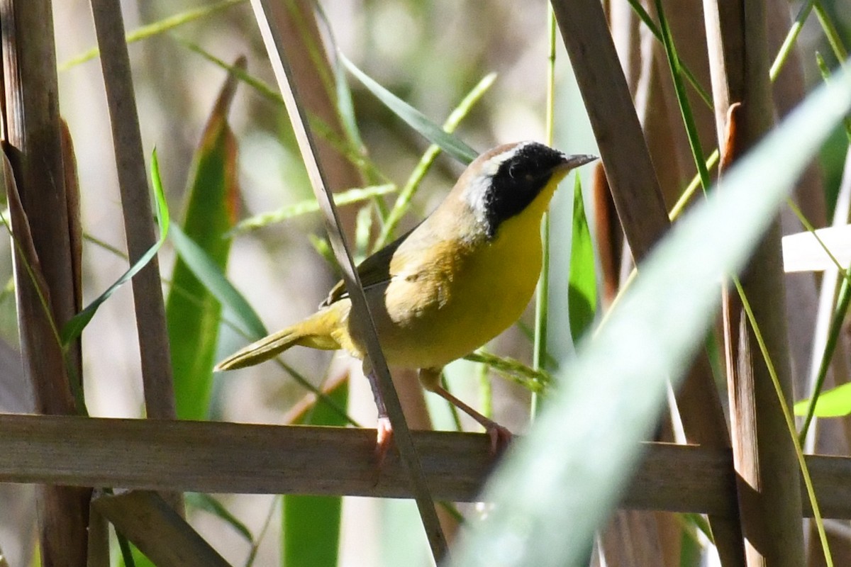 Paruline masquée - ML642974790