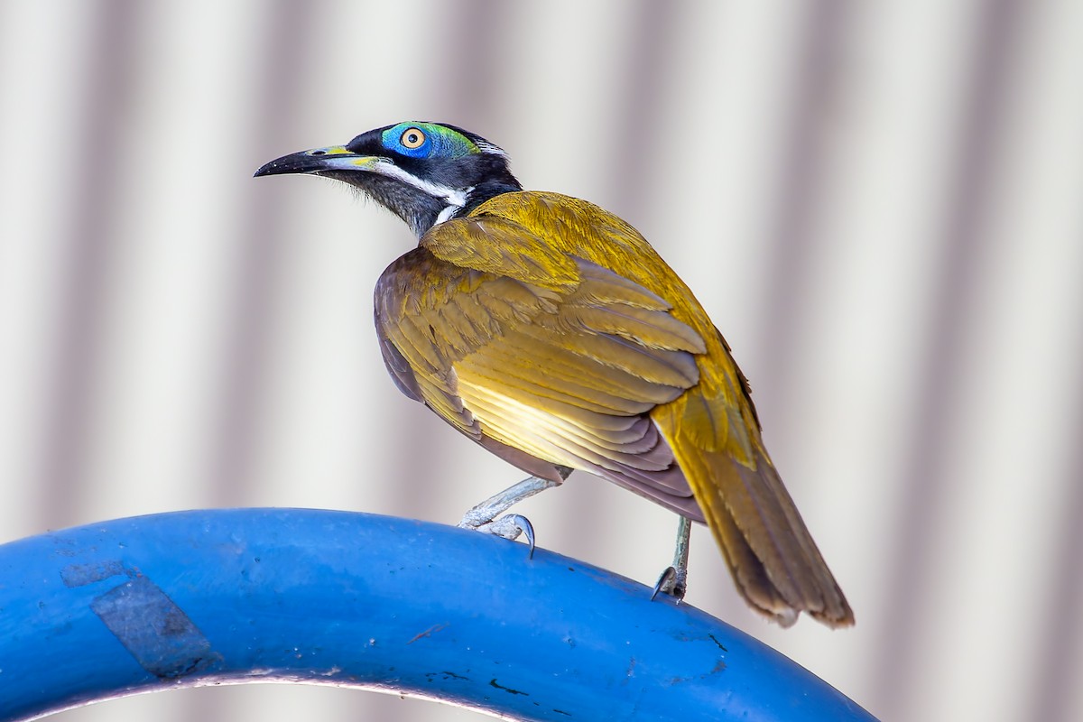 Blue-faced Honeyeater - ML642974806