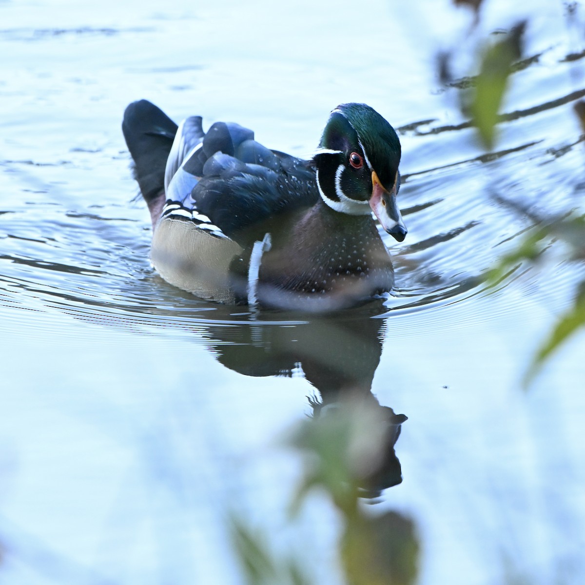 Wood Duck - ML642974819