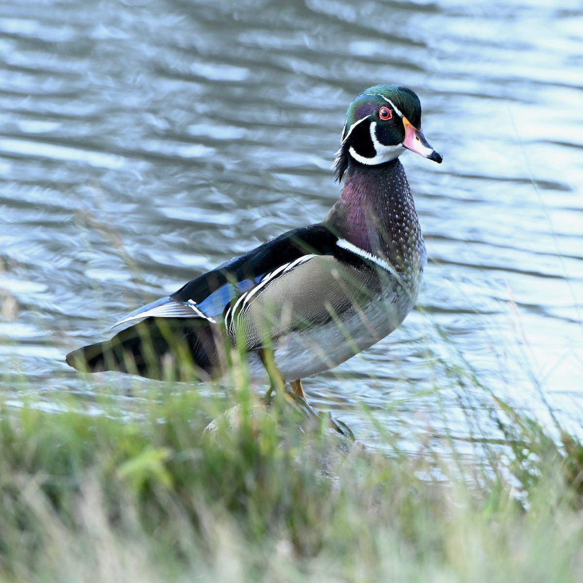 Wood Duck - ML642974822