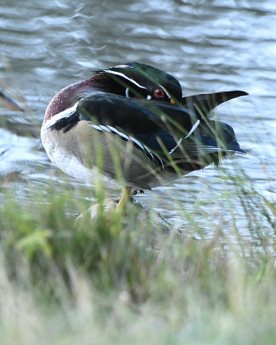 Wood Duck - ML642974832