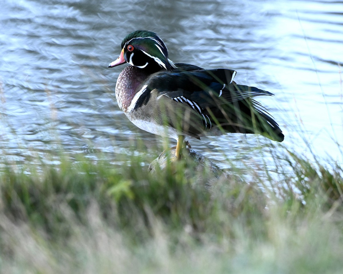 Wood Duck - ML642974842