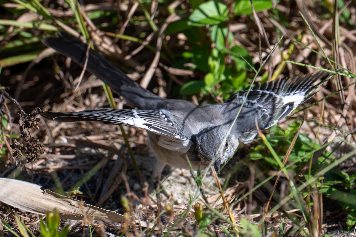Northern Mockingbird - ML642974846