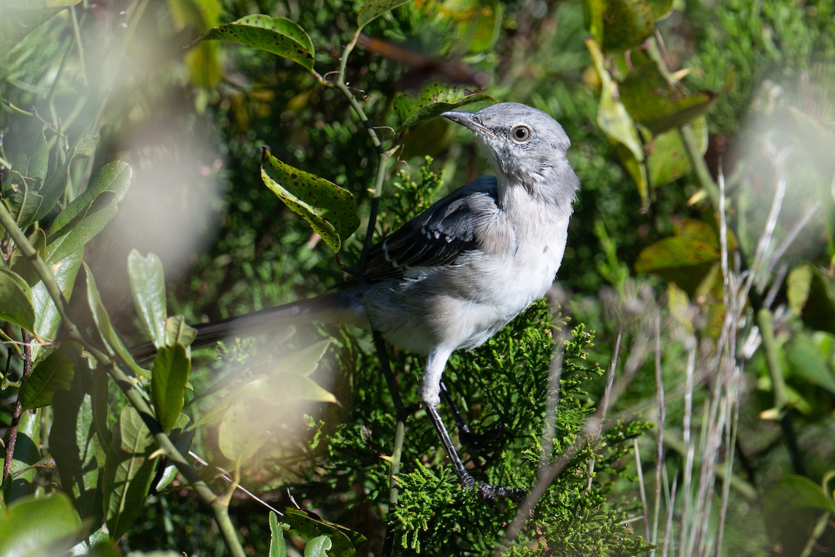 Northern Mockingbird - ML642974847