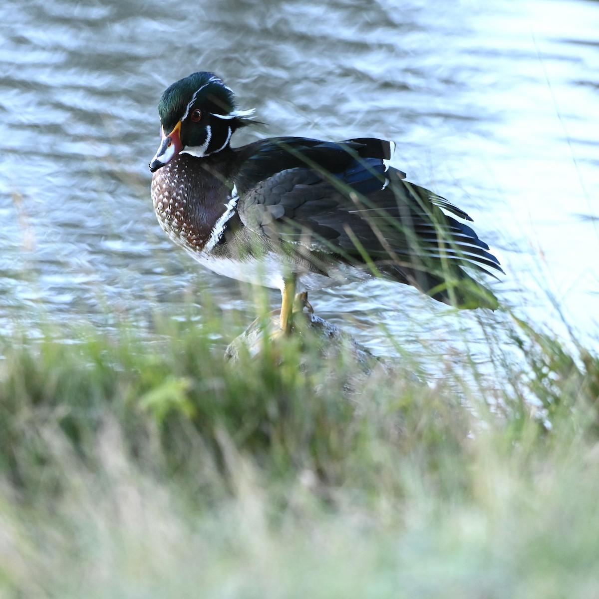 Wood Duck - ML642974849