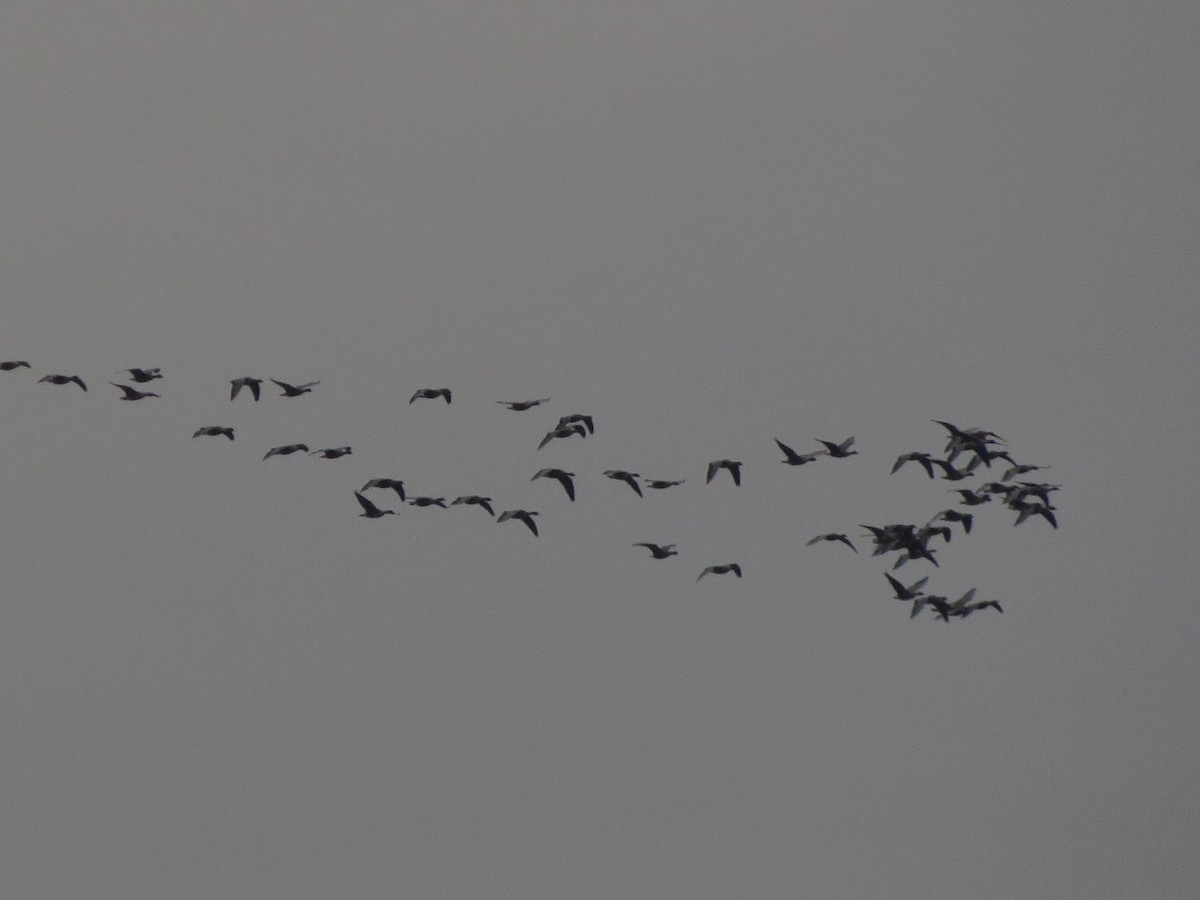 Pink-footed Goose - ML642974869