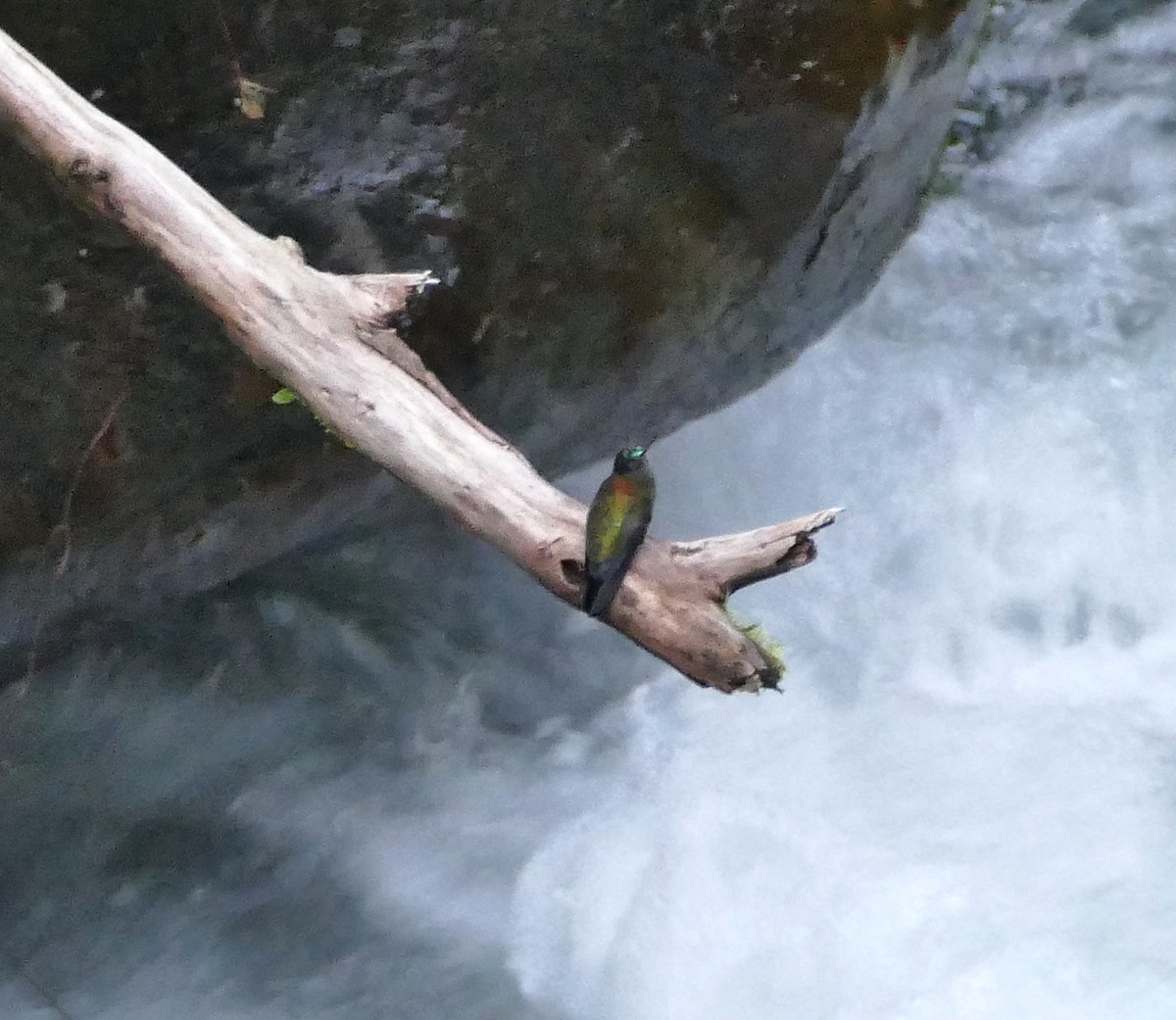 Green-fronted Lancebill - ML642974873