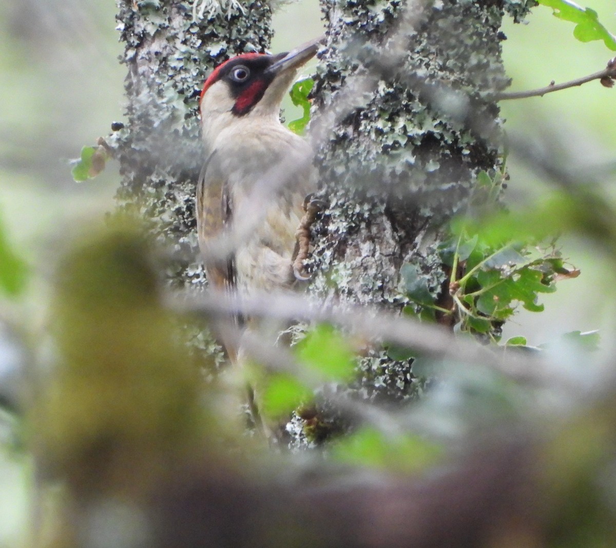 Eurasian Green Woodpecker - ML642974875
