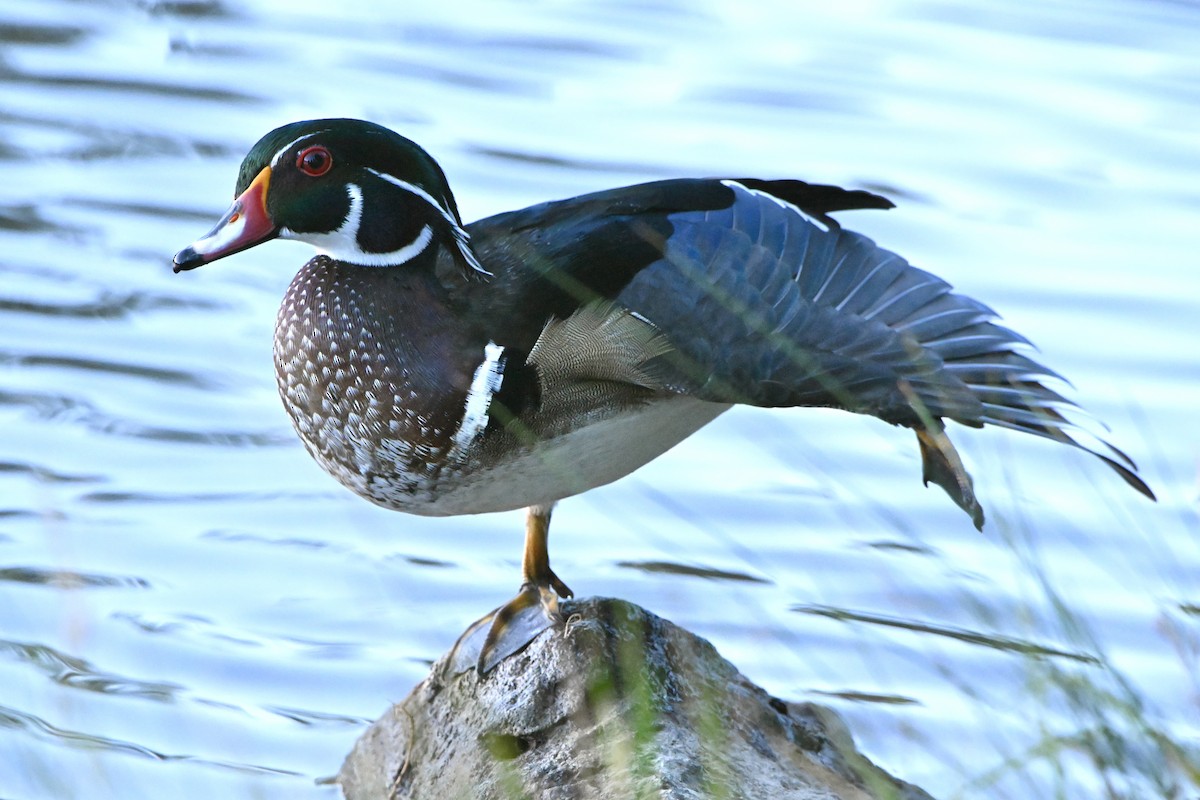 Wood Duck - ML642974876