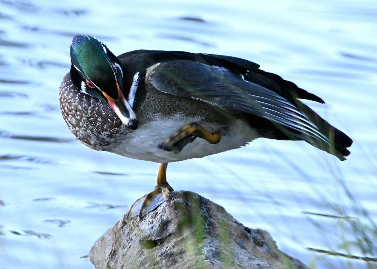 Wood Duck - ML642974882