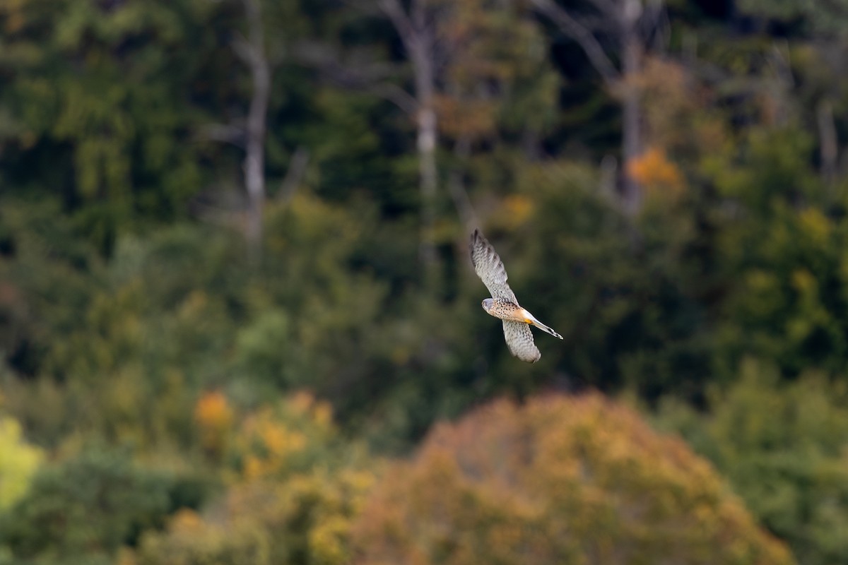 Eurasian Kestrel (Eurasian) - ML642974883