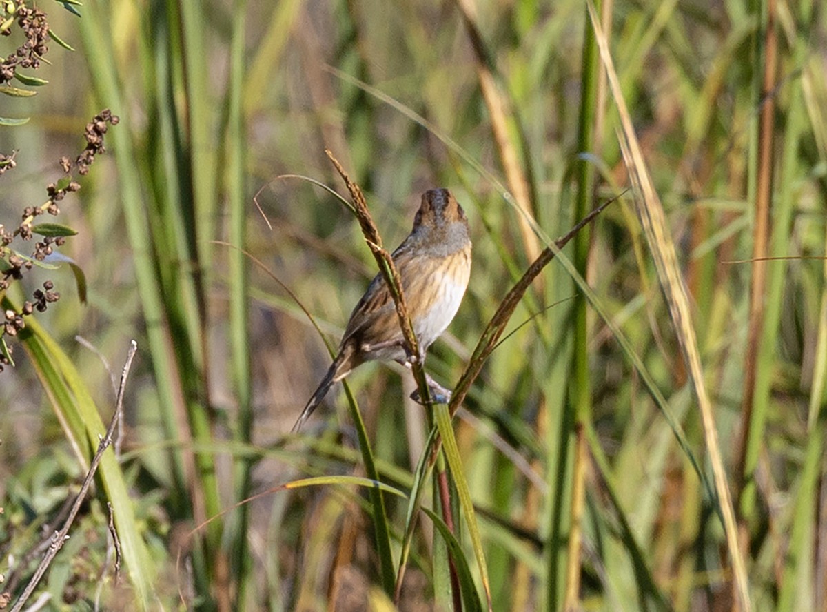 Nelson's Sparrow - ML642974900