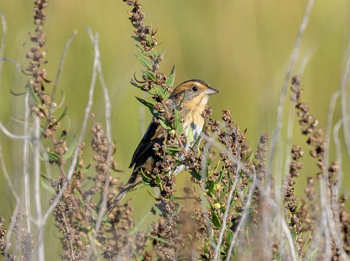 Nelson's Sparrow - ML642974901