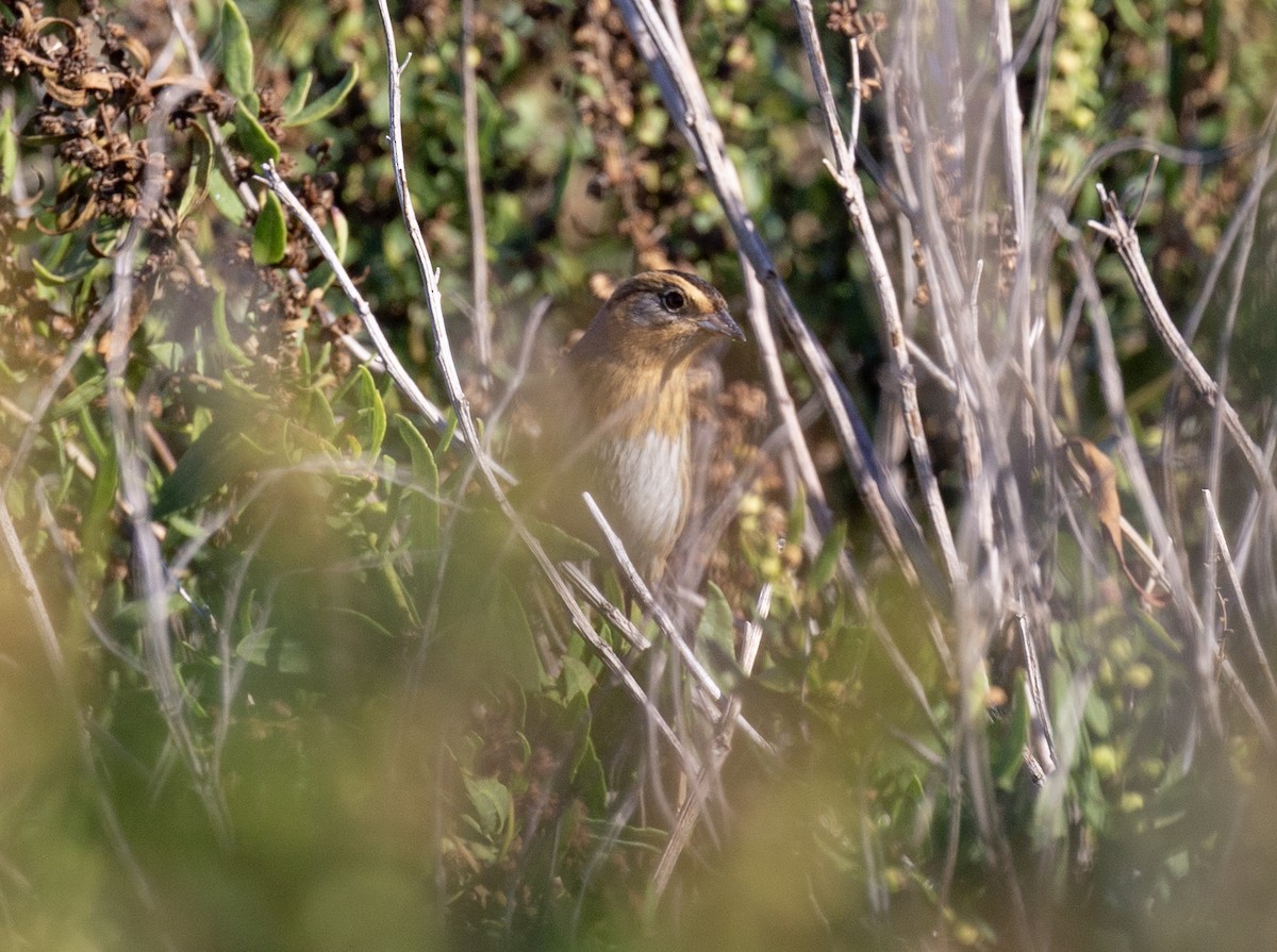 Nelson's Sparrow - ML642974902