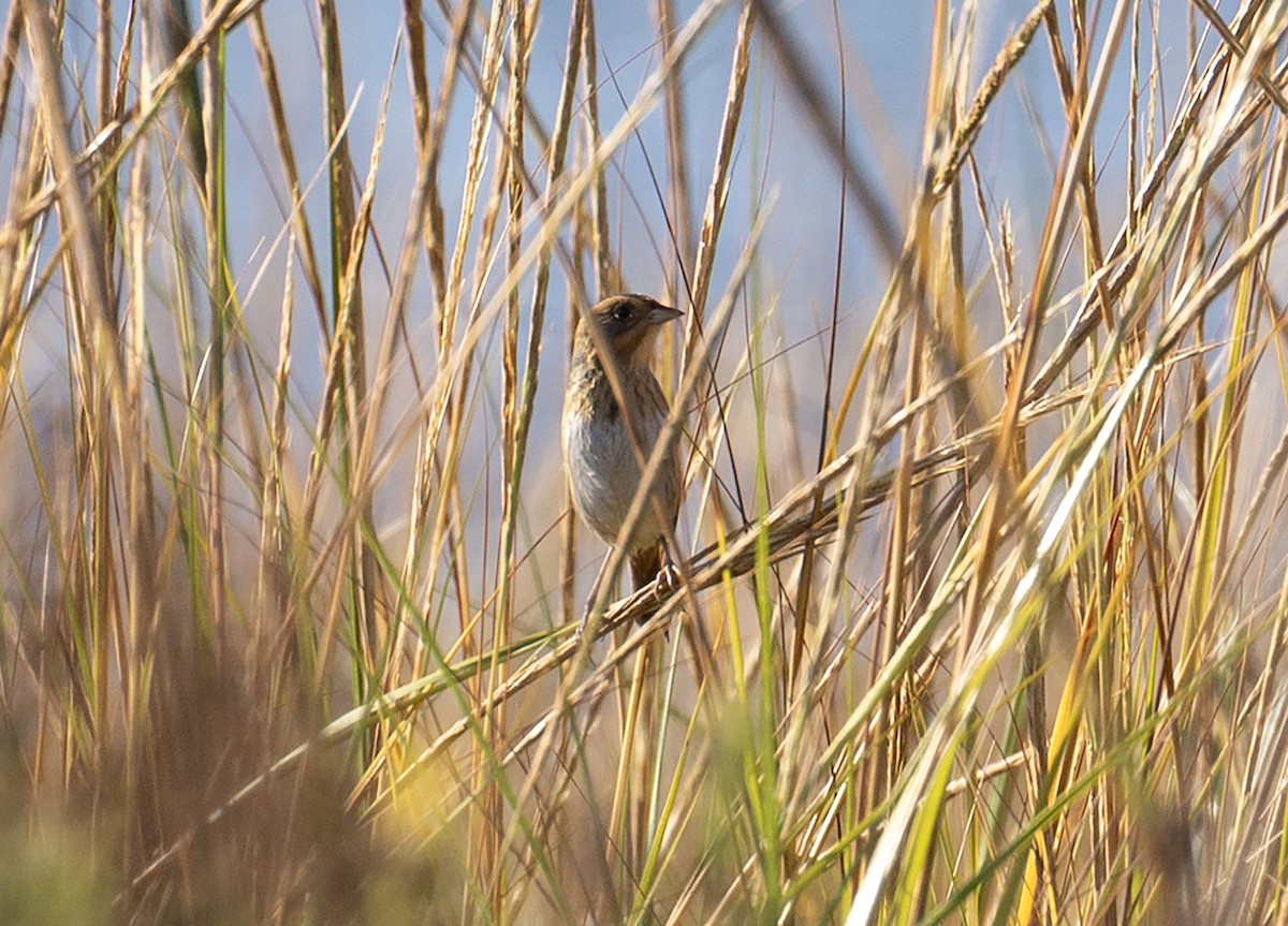 Nelson's Sparrow - ML642974904
