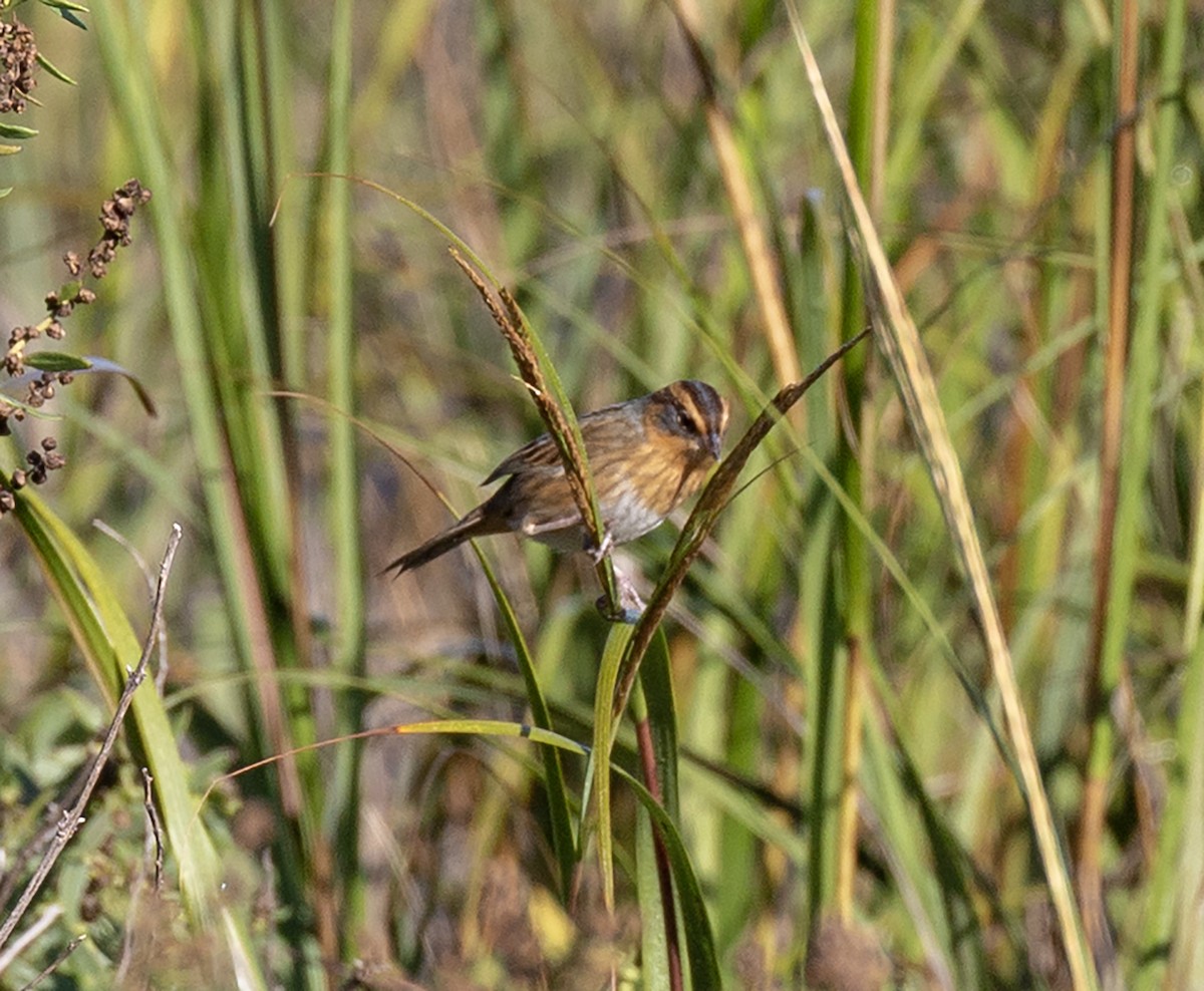 Nelson's Sparrow - ML642974907