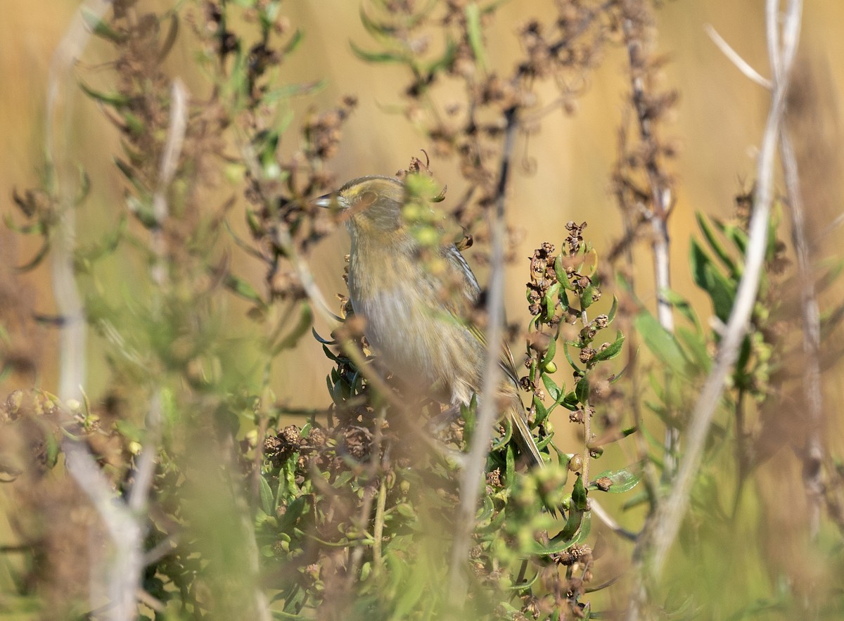 Nelson's Sparrow - ML642974908