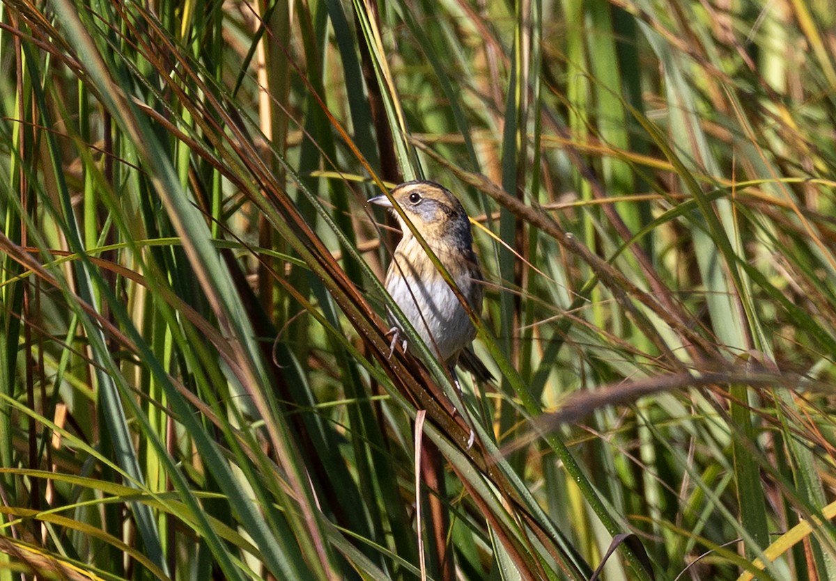 Nelson's Sparrow - ML642974909