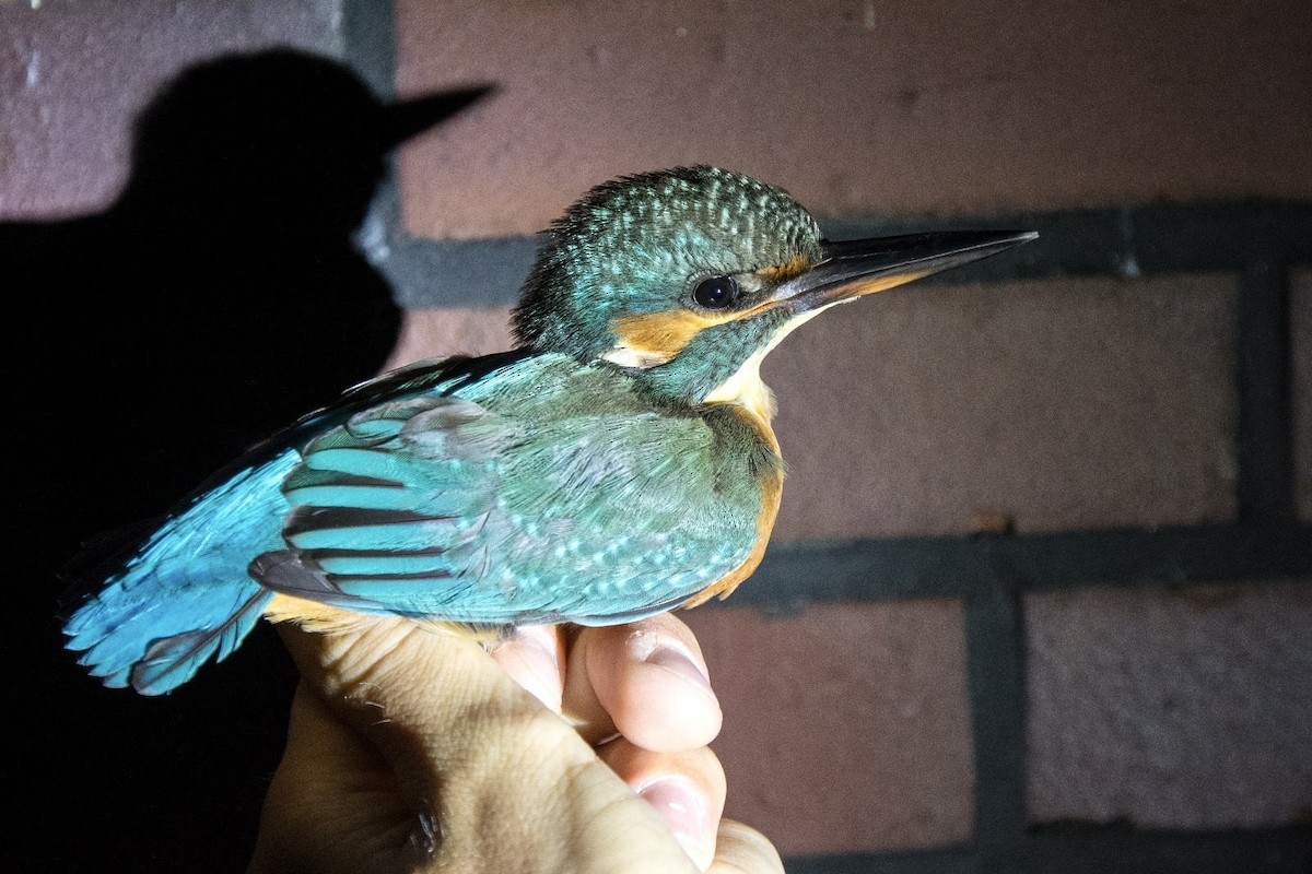 Common Kingfisher - ML642974922
