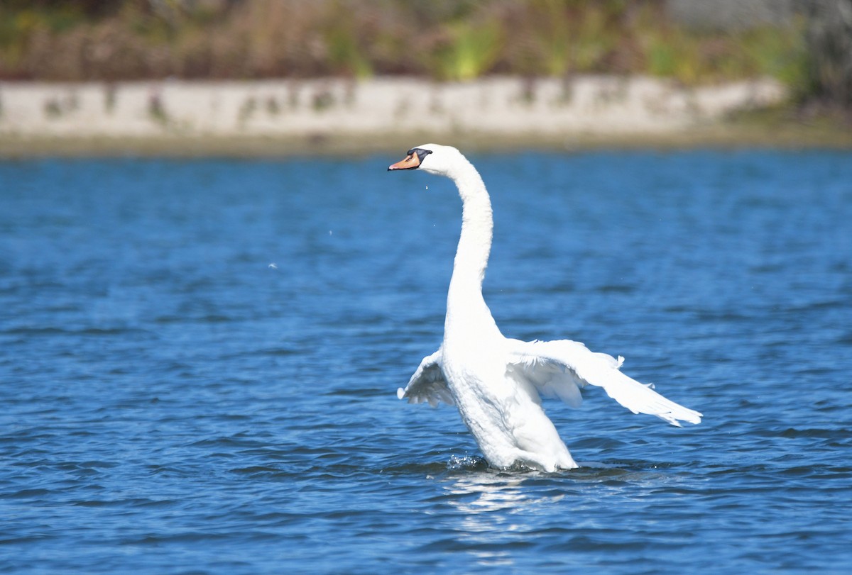 Mute Swan - ML642974964