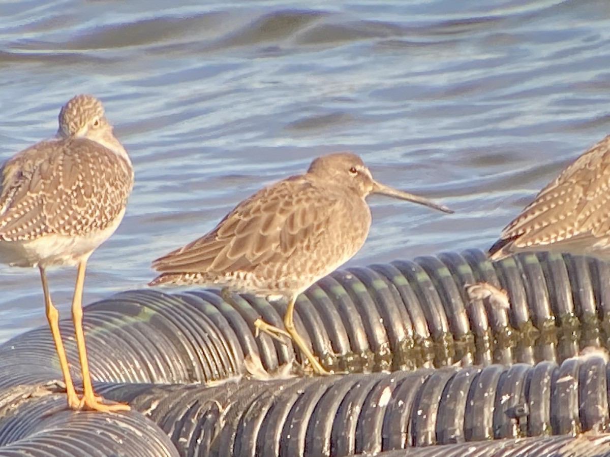 Хараалжин цууцил - ML642974965