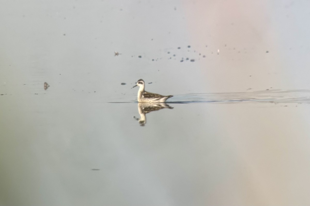 Red-necked Phalarope - ML642974968