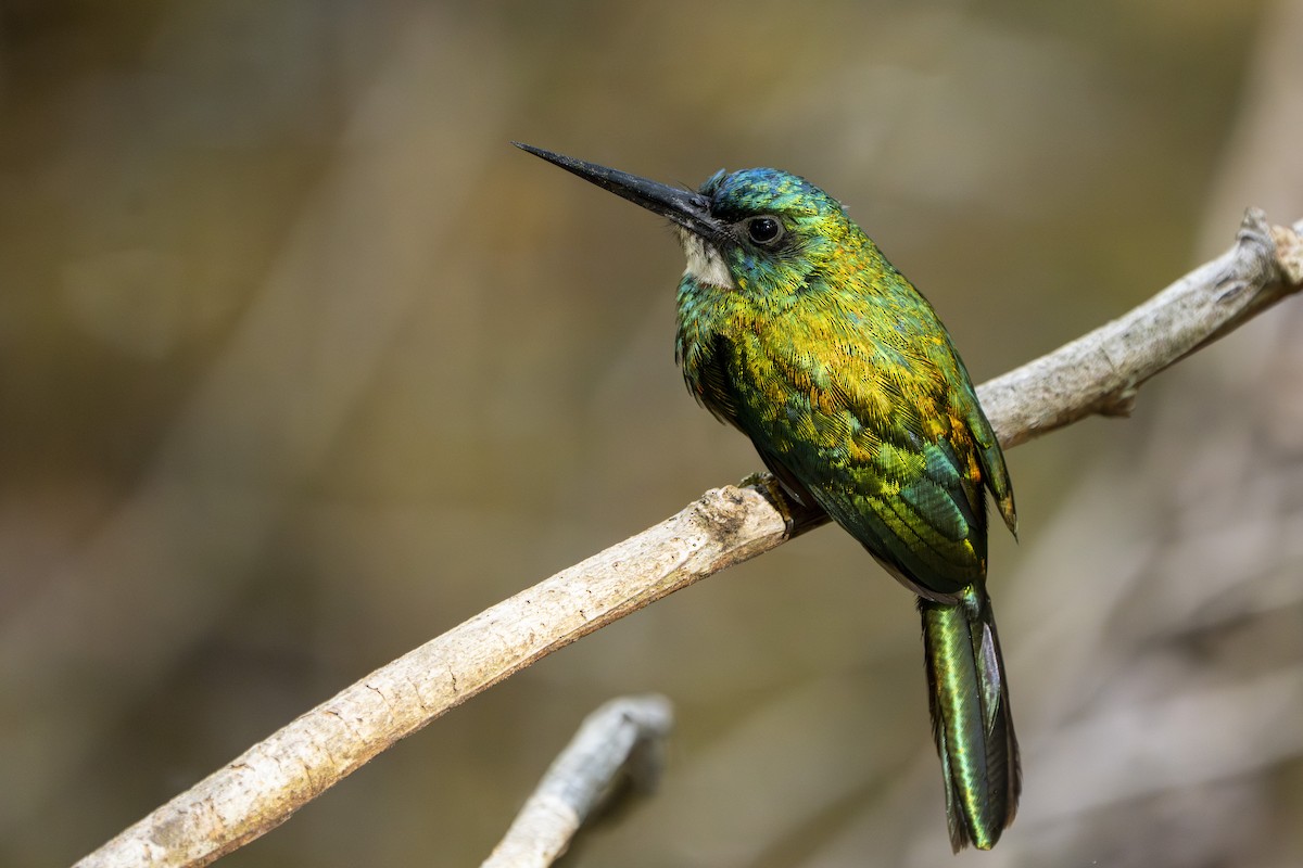 Green-tailed Jacamar - ML642974984