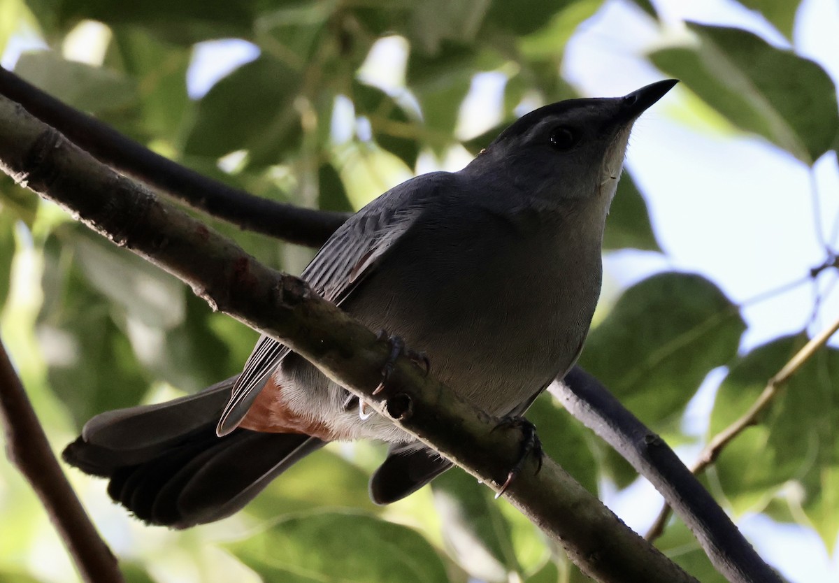 Gray Catbird - ML642974986
