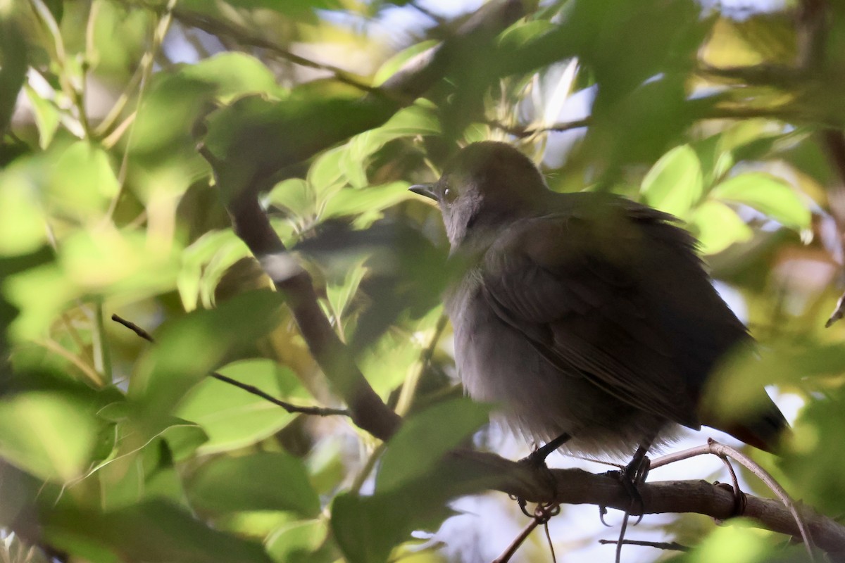 Gray Catbird - ML642974987