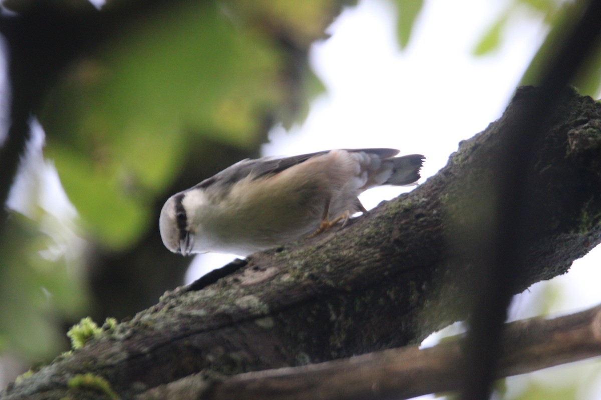 Eurasian Nuthatch (Western) - ML642974990