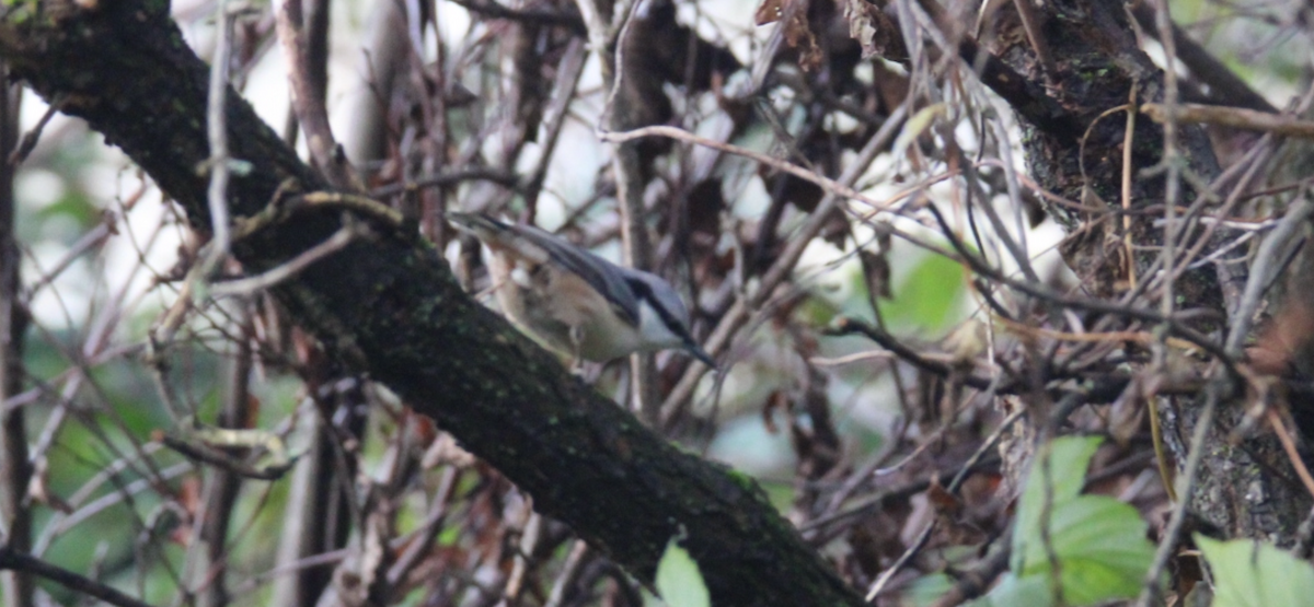 Eurasian Nuthatch (Western) - ML642974991