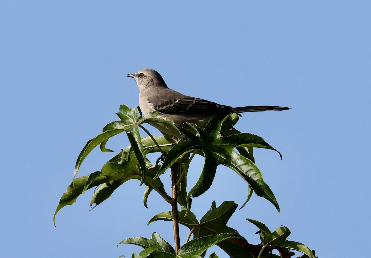 Northern Mockingbird - ML642974998