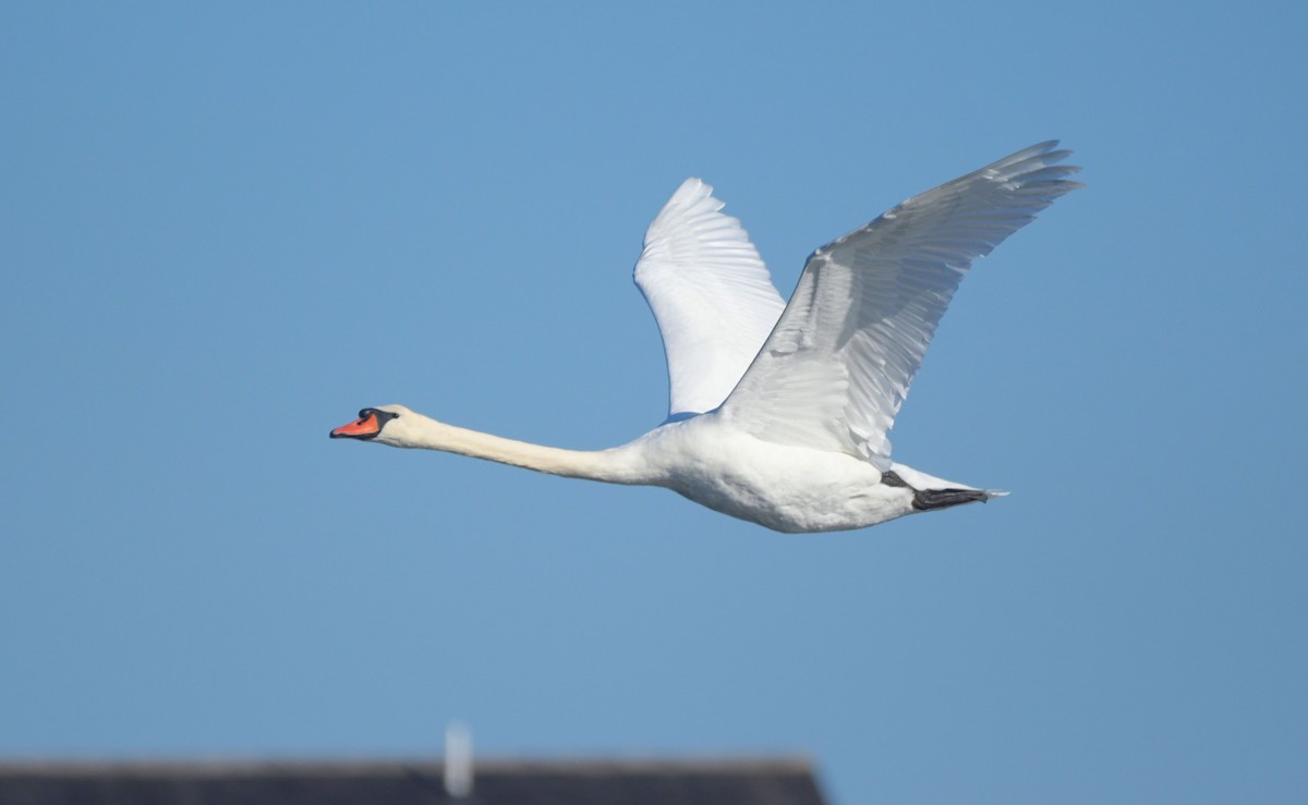 Mute Swan - ML642975017