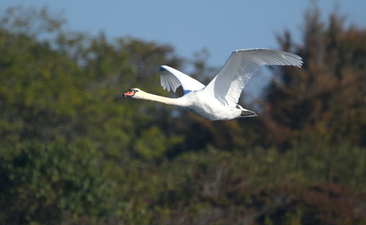 Mute Swan - ML642975018