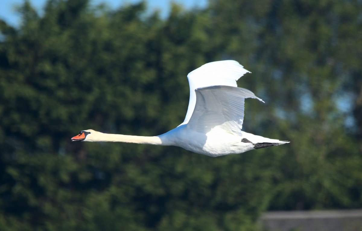 Mute Swan - ML642975019